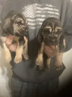 Male Bloodhounds, a male Bloodhound for sale in Albemarle, NC – Photo 3 of 10
