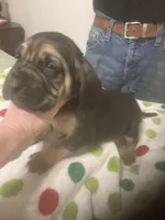 Male Bloodhounds, a male Bloodhound for sale in Albemarle, NC – Photo 7 of 10