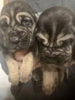 Male Bloodhounds, a male Bloodhound for sale in Albemarle, NC – Photo 6 of 10