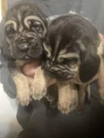 Male Bloodhounds, a male Bloodhound for sale in Albemarle, NC – Photo 5 of 10