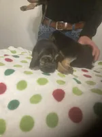 Male Bloodhounds, a male Bloodhound for sale in Albemarle, NC – Photo 9 of 10