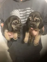 Male Bloodhounds, a male Bloodhound for sale in Albemarle, NC – Photo 2 of 10