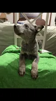 Australian Shepherd boy, a male Australian Cattle Dog for sale in Albemarle, NC – 7 of 9