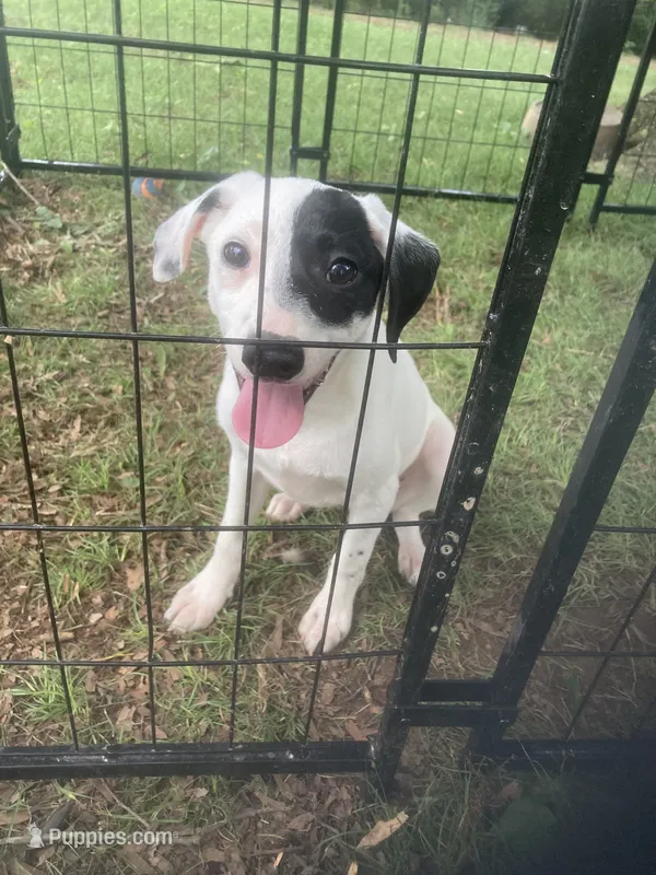 Jack Russell girl  – Jack Russell Terrier puppy for sale in Albemarle, NC