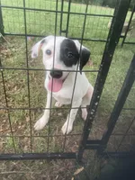 Jack Russell girl , a female Jack Russell Terrier for sale in Albemarle, NC – 1 of 5