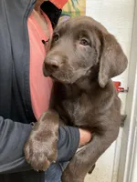 Remi girl , a female Labrador Retriever for sale in Albemarle, NC – Photo 4 of 6