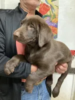 Remi girl , a female Labrador Retriever for sale in Albemarle, NC – Photo 5 of 6