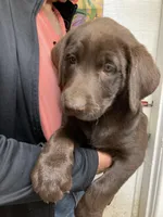 Remi girl , a female Labrador Retriever for sale in Albemarle, NC – Photo 6 of 6