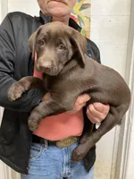 Remi girl , a female Labrador Retriever for sale in Albemarle, NC – Photo 2 of 6
