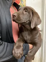 Remi girl , a female Labrador Retriever for sale in Albemarle, NC – Photo 3 of 6