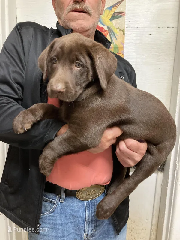 Remi girl , a female Labrador Retriever for sale in Albemarle, NC – Photo 1 of 6