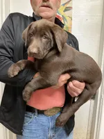 Remi girl , a female Labrador Retriever for sale in Albemarle, NC – Photo 1 of 6