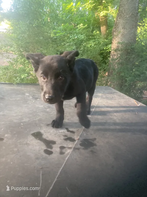 German Shepherd boy – German Shepherd Dog puppy for sale in Albemarle, NC