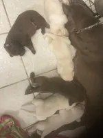 Yellow males, a male Labrador Retriever for sale in Albemarle, NC – Photo 3 of 7