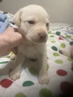 Yellow males, a male Labrador Retriever for sale in Albemarle, NC – Photo 4 of 7