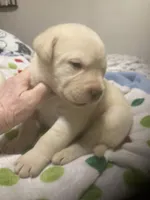 Yellow males, a male Labrador Retriever for sale in Albemarle, NC – Photo 5 of 7