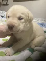 Yellow males, a male Labrador Retriever for sale in Albemarle, NC – Photo 1 of 7