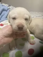 Yellow males, a male Labrador Retriever for sale in Albemarle, NC – Photo 6 of 7