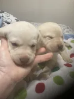 Yellow males, a male Labrador Retriever for sale in Albemarle, NC – Photo 7 of 7