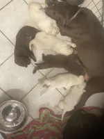 Yellow males, a male Labrador Retriever for sale in Albemarle, NC – Photo 2 of 7