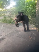 German Shepherd boy, a male German Shepherd Dog for sale in Albemarle, NC – 3 of 5
