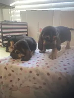 Bloodhound puppies, a male Bloodhound for sale in Albemarle, NC – Photo 6 of 8