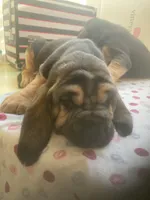 Bloodhound puppies, a male Bloodhound for sale in Albemarle, NC – Photo 5 of 8