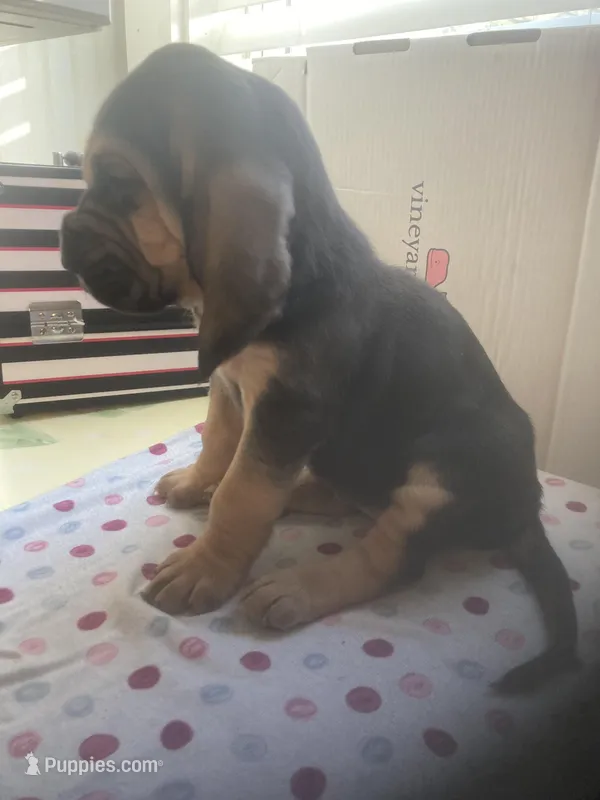 Bloodhound puppies