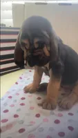 Bloodhound puppies, a male Bloodhound for sale in Albemarle, NC – Photo 3 of 8