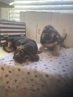 Bloodhound puppies, a male Bloodhound for sale in Albemarle, NC – Photo 8 of 8