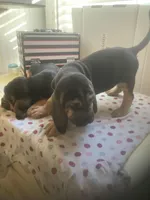 Bloodhound puppies, a male Bloodhound for sale in Albemarle, NC – Photo 7 of 8