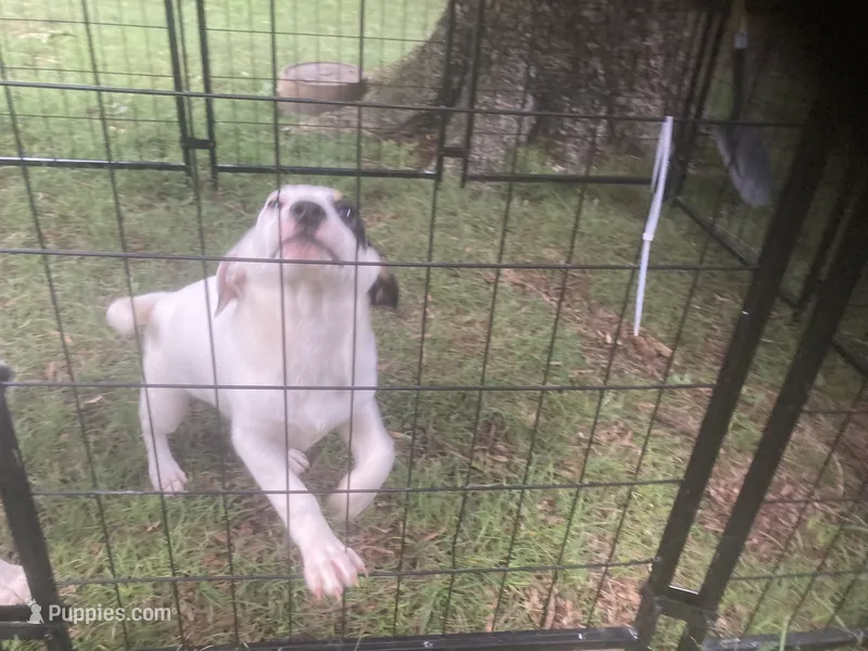 Jack Russell girl – Jack Russell Terrier puppy for sale in Albemarle, NC