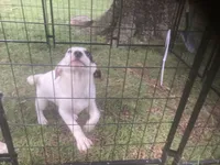 Jack Russell girl, a female Jack Russell Terrier for sale in Albemarle, NC – 1 of 4