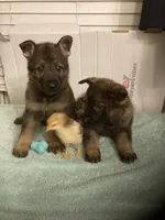 German Shepherd puppies, a male German Shepherd Dog for sale in Albemarle, NC – Photo 1 of 7