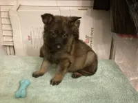 German Shepherd puppies, a male German Shepherd Dog for sale in Albemarle, NC – Photo 7 of 7