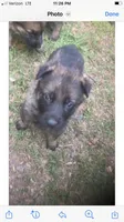 German Shepherd puppies, a male German Shepherd Dog for sale in Albemarle, NC – Photo 5 of 7