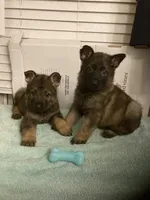 German Shepherd puppies, a male German Shepherd Dog for sale in Albemarle, NC – Photo 2 of 7