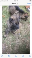 German Shepherd puppies, a male German Shepherd Dog for sale in Albemarle, NC – Photo 4 of 7