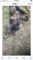 German Shepherd puppies, a male German Shepherd Dog for sale in Albemarle, NC – Photo 6 of 7
