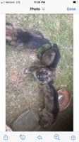 German Shepherd puppies, a male German Shepherd Dog for sale in Albemarle, NC – Photo 3 of 7