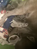 Silver and Chocolate puppies, a male Labrador Retriever for sale in Albemarle, NC – Photo 8 of 8