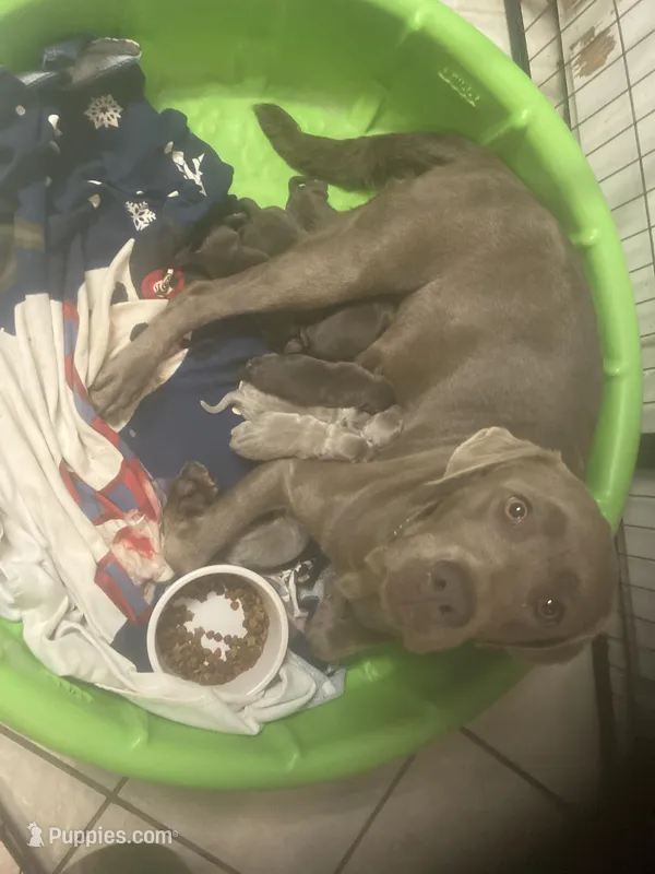 Silver and Chocolate puppies, a male Labrador Retriever for sale in Albemarle, NC – Photo 1 of 8