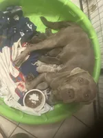 Silver and Chocolate puppies, a male Labrador Retriever for sale in Albemarle, NC – Photo 1 of 8