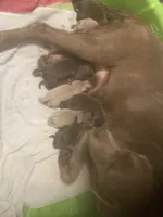 Silver and Chocolate puppies, a male Labrador Retriever for sale in Albemarle, NC – Photo 5 of 8