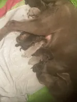 Silver and Chocolate puppies, a male Labrador Retriever for sale in Albemarle, NC – Photo 6 of 8