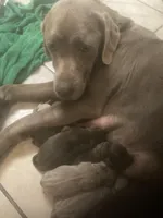 Silver and Chocolate puppies, a male Labrador Retriever for sale in Albemarle, NC – Photo 4 of 8