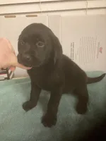 Black Lab puppies, a female Labrador Retriever for sale in Albemarle, NC – Photo 4 of 6