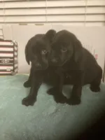 Black Lab puppies, a female Labrador Retriever for sale in Albemarle, NC – Photo 5 of 6