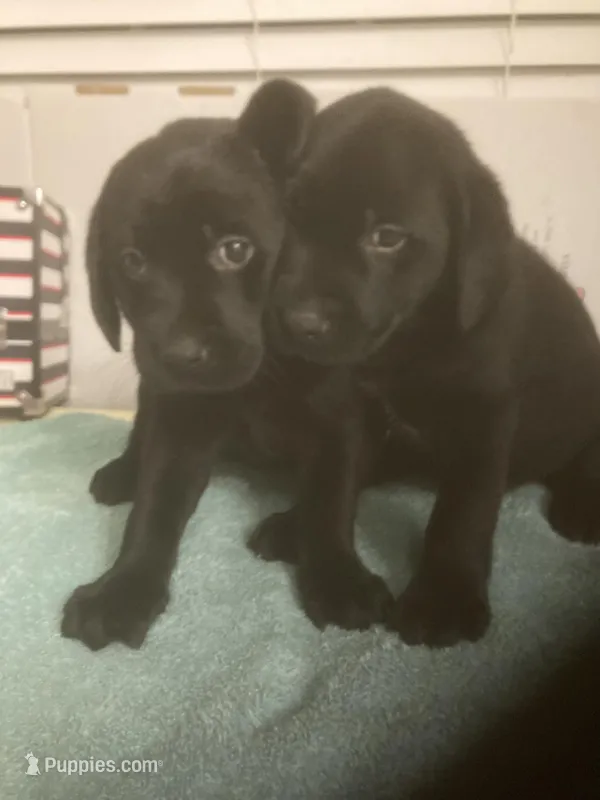 Black Lab puppies, a female Labrador Retriever for sale in Albemarle, NC – Photo 1 of 6