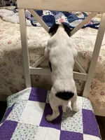 Jack Russell girl, a female Jack Russell Terrier for sale in Albemarle, NC – Photo 3 of 8